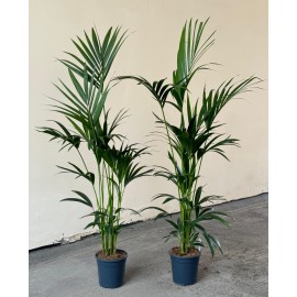 Пальма Ховея 140 см.